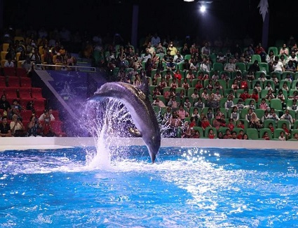 Dubai Dolphin Show Tickets