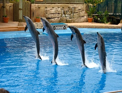 Dubai Dolphin Show Tickets
