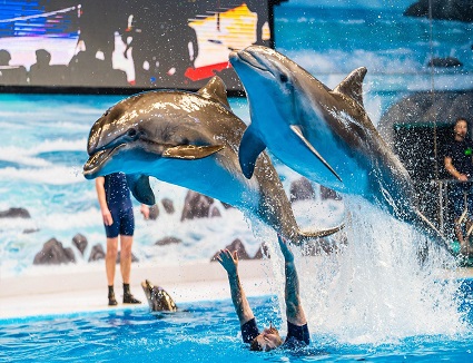 Dubai Dolphin Show Tickets