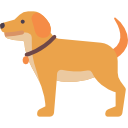 Pets